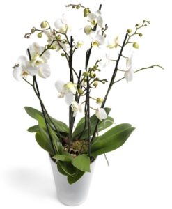 1.Συνθέσεις Φυτών