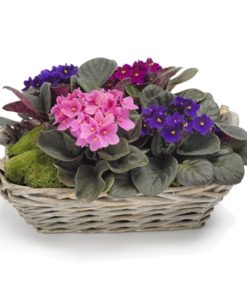 Ανθοπωλειο Νεο Ψυχικο