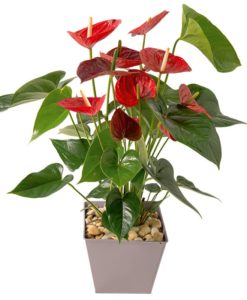 Ανθοπωλεία γιά Πειραιάς,flowershops, piraeus flowers store, peiraias flower