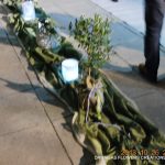 Στολισμός γάμου μέ ελιά, διακόσμηση γάμου ,ιδέες γιά γάμο,Προσφορά στολισμός γάμου,γαμήλια διακόσμηση,γαμος