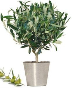 Αθήνα Ανθοπωλείο | Αποστολή λουλουδιών - Ανθοπωλειο