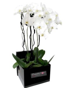 Συνθέσεις λουλουδιών, μπουκέτα, καλάθια δώρων, φυτά. Παράδοση αυθημερόν. Online