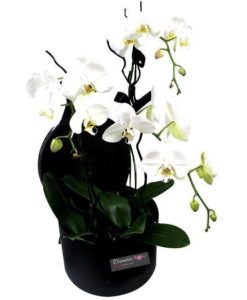 Συνθέσεις λουλουδιών, μπουκέτα, καλάθια δώρων, φυτά. Παράδοση αυθημερόν. Online