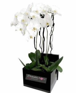 Συνθέσεις λουλουδιών, μπουκέτα, καλάθια δώρων, φυτά. Παράδοση αυθημερόν. Online