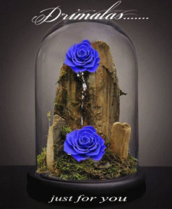 τριανταφυλλο σε γυαλα αθηνα,τριαντάφυλλο που ζει για πάντα, forever roses,Τριαντάφυλλα που ζουν για πάντα, αθάνατα τριαντάφυλλα, αιώνια τριαντάφυλλα, τριαντάφυλλα