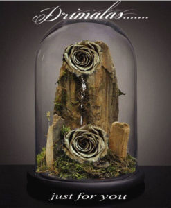 τριανταφυλλο σε γυαλα αθηνα,τριαντάφυλλο που ζει για πάντα, forever roses,Τριαντάφυλλα που ζουν για πάντα, αθάνατα τριαντάφυλλα, αιώνια τριαντάφυλλα, τριαντάφυλλα