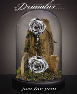 τριανταφυλλο σε γυαλα αθηνα,τριαντάφυλλο που ζει για πάντα, forever roses,Τριαντάφυλλα που ζουν για πάντα, αθάνατα τριαντάφυλλα, αιώνια τριαντάφυλλα, τριαντάφυλλα