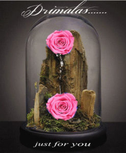 τριανταφυλλο σε γυαλα αθηνα,τριαντάφυλλο που ζει για πάντα, forever roses,Τριαντάφυλλα που ζουν για πάντα, αθάνατα τριαντάφυλλα, αιώνια τριαντάφυλλα, τριαντάφυλλα