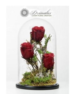 τριανταφυλλα για παντα,τριανταφυλλο που διαρκει για παντα