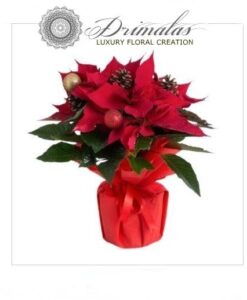 Αλεξανδρινό - λουλούδι των Χριστουγέννων - Poinsettia