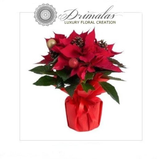 Αλεξανδρινό - λουλούδι των Χριστουγέννων - Poinsettia