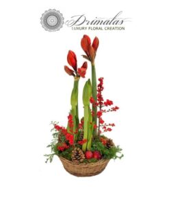 Χριστουγεννιάτικο καλάθι αμαρυλλίς