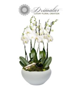 Αποστολη λουλουδιων αθηνα, Αποστολη λουλουδιων αθηνα οικονομικα, Λουλουδια, Ανθοδέσμες