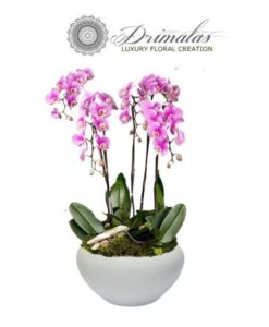 Αποστολη λουλουδιων αθηνα, Αποστολη λουλουδιων αθηνα οικονομικα, Λουλουδια, Ανθοδέσμες