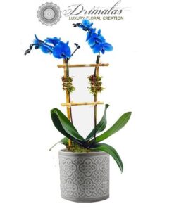 Αποστολη λουλουδιων αθηνα, Αποστολη λουλουδιων αθηνα οικονομικα, Λουλουδια, Ανθοδεσμες