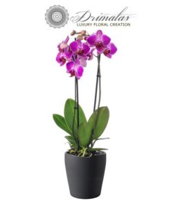 Αποστολη λουλουδιων αθηνα, Αποστολη λουλουδιων αθηνα οικονομικα, Λουλουδια, Ανθοδεσμες