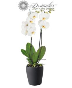 Αποστολη λουλουδιων αθηνα, Αποστολη λουλουδιων αθηνα οικονομικα, Λουλουδια, Ανθοδεσμες